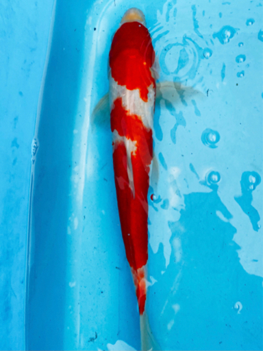 2錦鯉　40cm