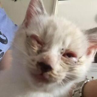 かっこいい白猫