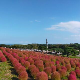 スカロケ大好きさん