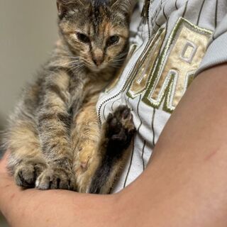 3ヶ月くらいの人馴れ楓ちゃん