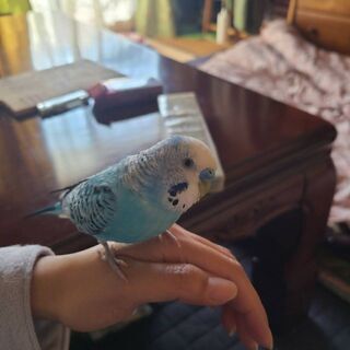 青色セキセイインコ探してます。