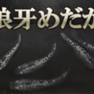 狼牙めだかの若魚（2センチ）