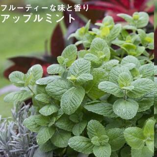 アップルミント ハーブ🌱