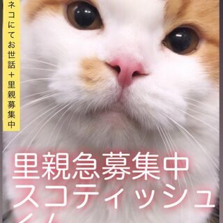 スコティッシュフォールド　去勢済　成ネコちゃん●●アゴはネコでお...