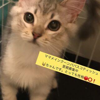 メインクーン　ミックスシルバー　里親譲渡子猫アゴはネコにてお世話...