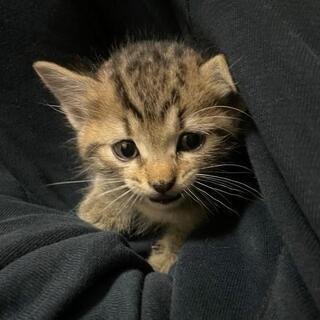 里親を募集しています。