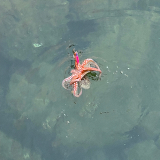 釣り友達が欲しいです🦑