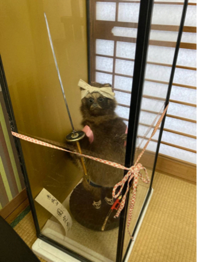 たぬきの剥製