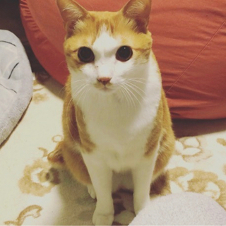 助けて‼️昭島市の迷い猫　茶トラ白