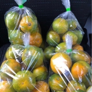 今年もお世話になります❤︎訳あり極早生ミカン(^^)