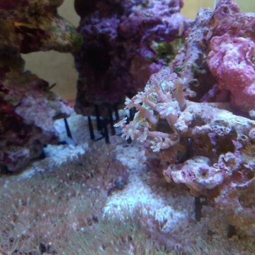 ツツウミヅタサンゴ