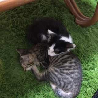 1ヶ月　甘えん坊な子猫　