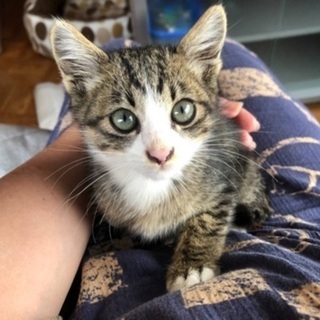 里親さん決定⭐️足先白いキジシロ⭐️子猫