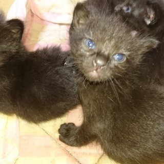 小さいけど頑張ってる猫兄妹💪