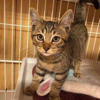 前橋へ、ﾋﾞﾀｰ君/抱っこ大好きキジ君🐱