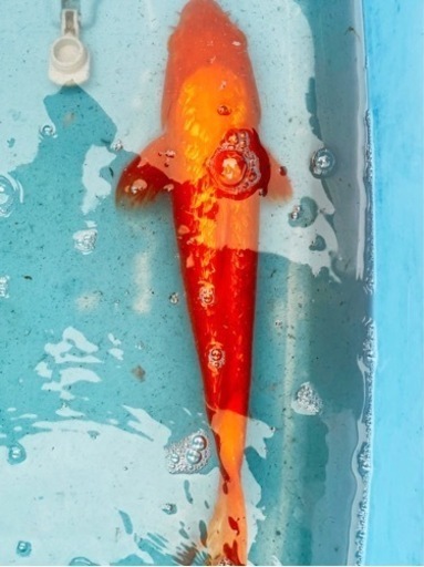 4錦鯉　45cm