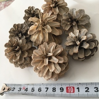 白い松ぼっくり　他にも色々です