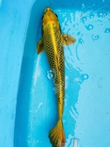 8錦鯉　45cm