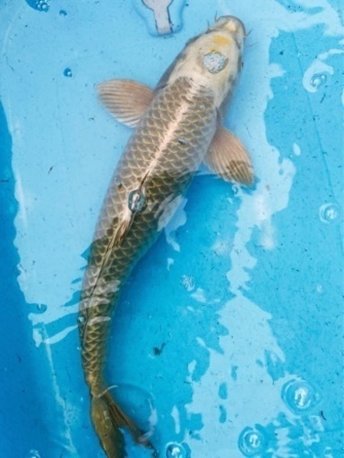 10錦鯉　40cm