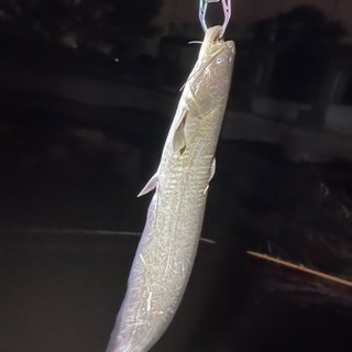 ナマズ 雷魚 バス釣り仲間！