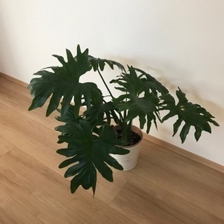 観葉植物　セロームの画像