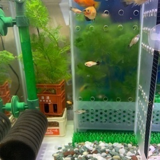 熱帯魚 ミックスプラティ稚魚 差し上げます(直接取引)