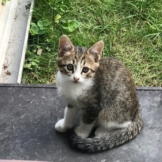 和猫です