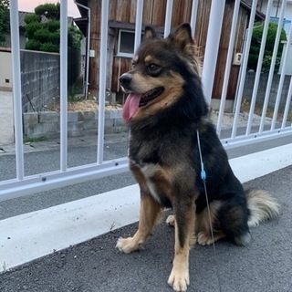 雑種犬　オス