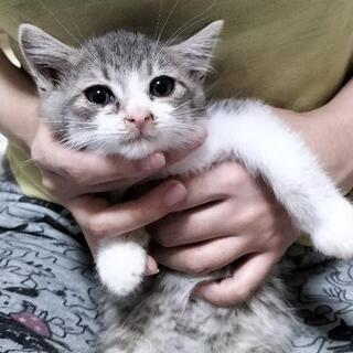 とても可愛い2ヶ月ほどの男の子猫です