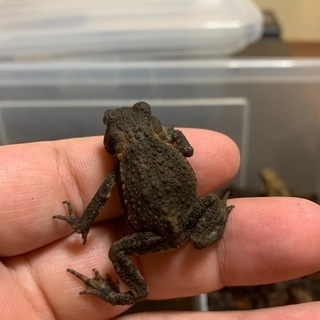 アズマヒキガエル　ベビー　3匹　3〜5㎝の画像