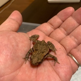 アズマヒキガエル　ベビー　3匹　3〜5㎝の画像