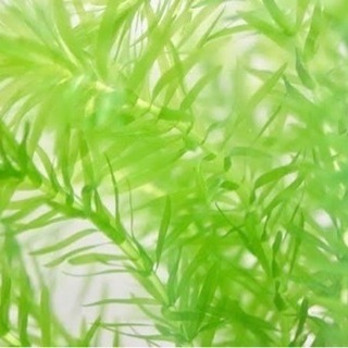 アナカリス5本の画像