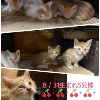 決定いたしました！お問い合わせありがとうございました！8／31生...