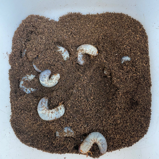 カブトムシの幼虫（再再募集）