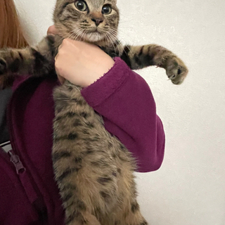 里親募集 子猫