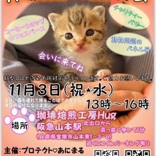 保護猫の譲渡会