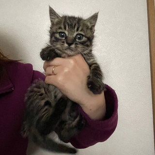 保護猫 オス２匹