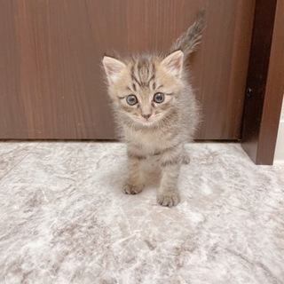 ❤️❤️保護猫譲渡会❤️❤️