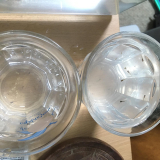 グッピーの子供の画像