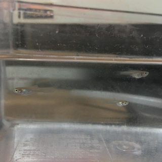 グッピーの子供の画像