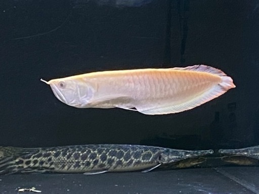 今月限定割引します！　アルビノシルバーアロワナ