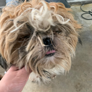 動物保護の為