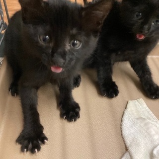 2ヶ月 3ヶ月 4ヶ月くらいの子猫たち