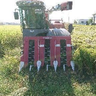 【中米】30kg コシヒカリ きぬむすめ つや姫