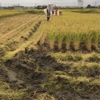 【10/17精米の令和３年産農家の新米コシヒカリ】