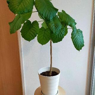 ウンベラータ　プランター、受け皿セット