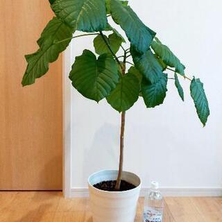 ウンベラータ　プランター、受け皿セットの画像