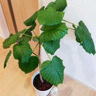 ウンベラータ　プランター、受け皿セットの画像