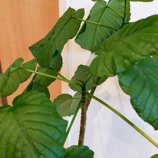 ウンベラータ　プランター、受け皿セットの画像