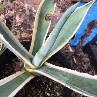 アガベ　アメリカーナ　1の画像